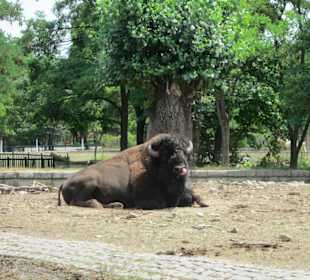 Amerikanischer Büffel