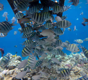 Schnorcheln Makadi Bay