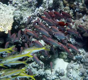 Soldatenfische und Gelbflossenbarben