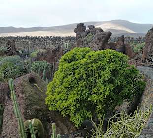 Grüne Vielfalt zwischen Lavabrocken