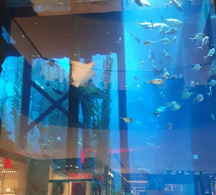 Aquarium Dubai Mall
