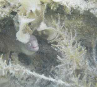 Eine Moräne blickt hervor