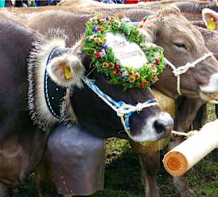 Viescheid 2014 in Obersdorf 