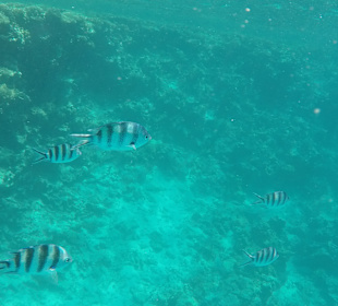 Schnorcheln Hurghada