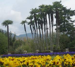 Villa Taranto, Palmen,Blumen