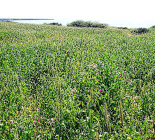 Nationalpark Kap Greco