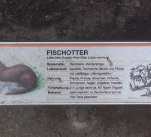 Fischotter