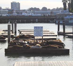 Pier 39 mit Seelöwen