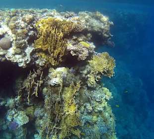 Hausriff höhe Möwenpick