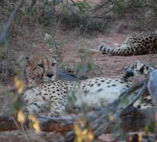 Cheetahs nach erfolgreicher Jagd