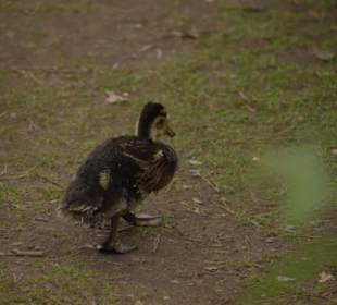 Naturwildpark Granat