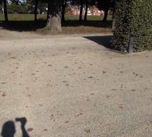 Irrgarten