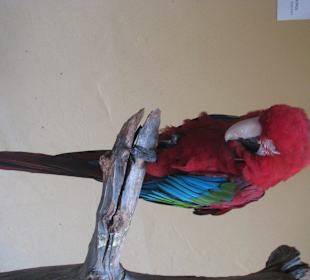 Papagei im 2. Innenhof der Casa Colon