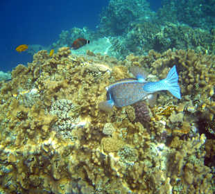 Schnorcheln im Happy Life Resort