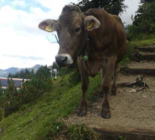 Kühe sind überall - auch auf Wanderwegen