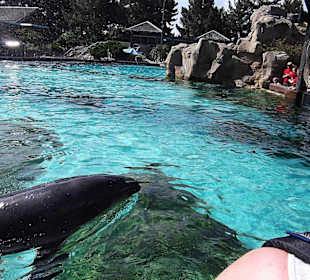 Seaworld San Diego