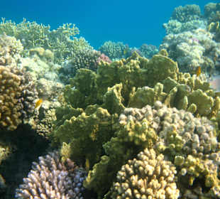 Hotel Stella Makadi Beach Resort