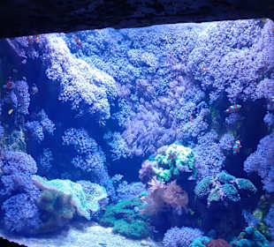 National Aquarium Malta