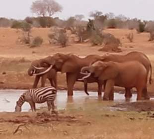 Tsavo West Nationalpark