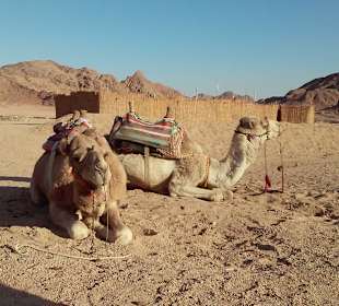 Hurghada Tours - Holiday Service