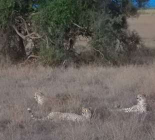 Geparden am Abend im Amboseli