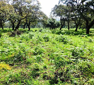 Mittelmeertypische Farne, ©B. Hohler