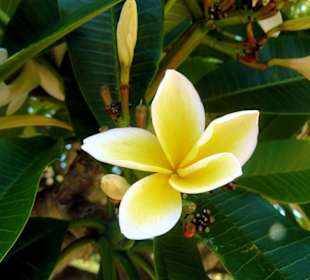 Royal Botanic Gardens