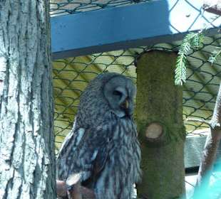 Bartkauz