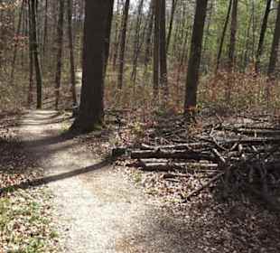Waldsportpfad im Wasenwald