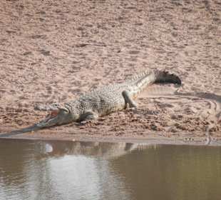 Krokodil am Talek River, weiter weg