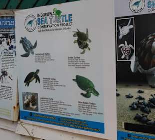 Schildkröten-Aufzuchtstation