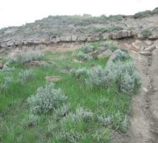 Hadrosaurus-Rückgrat im Dinosaur Provincial Park