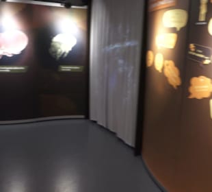 Japanisches Palais