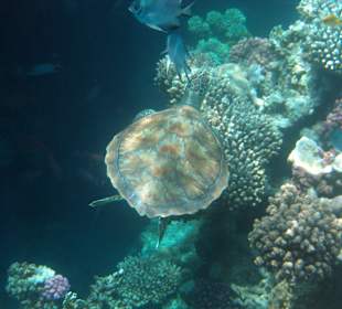 Schildkröte am Hausriff