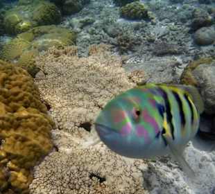 Neugieriger Fisch Fihalhohi Island Resort