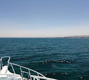 Glasbodenboot Tour Safaga