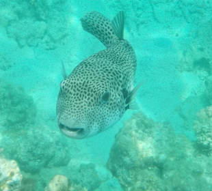 Schnorcheln Hurghada