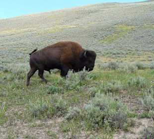 Bison am Straßenrand