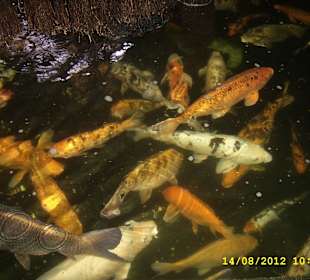 Palmiarnia w Poznaniu.