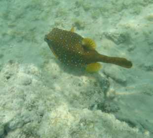 Schnocheln am Strand