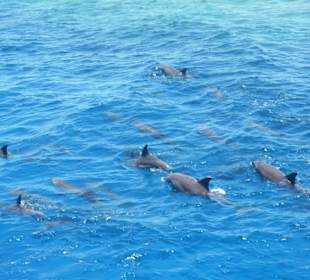 Schnorcheln mit Delfinen 