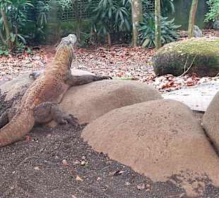 Singapur Zoo
