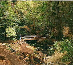 Interior Parque Nacional Garajonay cerca de casa. Casa Rural