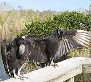Everglades National Park: Anhinga Trail