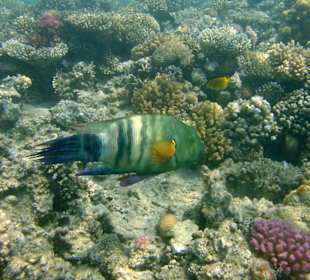 Besenschwanz Lippfisch