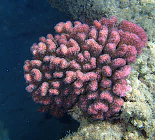 House Reef