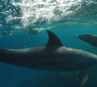 Schwimmen mit Delfinen