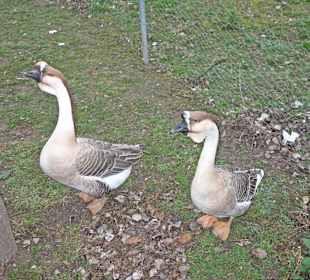 Streichelzoo Rülzheim