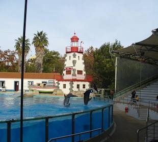 Delfinarium - Delphinshow