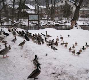 Entenschar am Gumpen im Winter